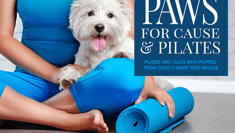 Pilates With Puppies!